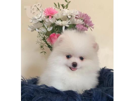 όμορφα Pomeranian Puppies προς πώληση